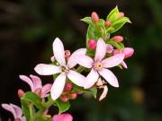 Waxflower Cascade of Stars - Xuan Nguyen