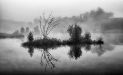 Wetland Morning - Steve Mullarkey