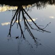 Wetlands reflection - Judith Bennett
