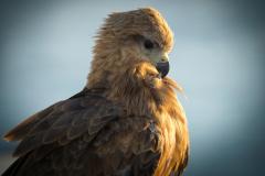 Whistling Kite   - Bruce Wilson