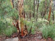 White-Gum-lookout - Jan Glover