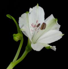 White Alstroemeria - Vivek Herur