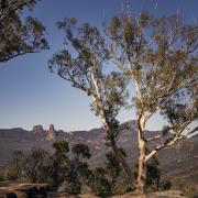 White Gum Lookout - Nigel Streatfield