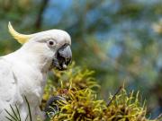 White cockatoo having a feed - Heather Miles