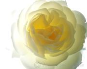 White rose - ... ...