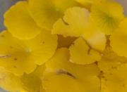 Yellow Weeds - Alan Sutton