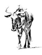 Wildesbeest Ken Lipworth - ... ...