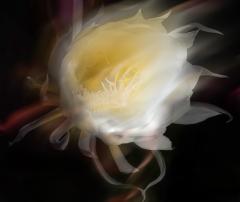 Windswept Orchid - Sue Lawson