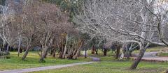 Winter_Trees - Jennifer Gordon