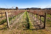 Winter Vines - Nigel Streatfield