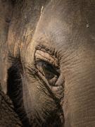 Wise Eye - Xuan Nguyen