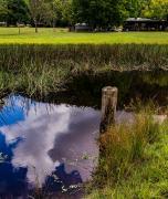 Wisemans Ferry pond - Ray Seaver
