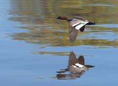 Wood_Duck - Tim Collisbird