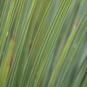 Xanthorrhoea - Grass tree - Heather Miles