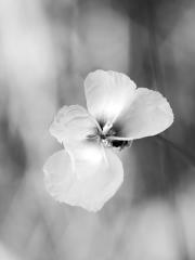 Xyris Flower - Xuan Nguyen