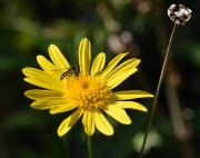 Yellow Flower - Norman Wong