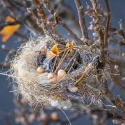 Yellow Beaks - Nigel Streatfield