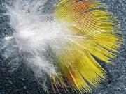 Yellow Feather DxO - Christo van Rensburg