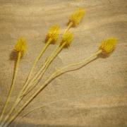 Yellow Thistles - Elaine Seaver