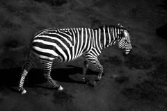Zebra - Nigel Streatfield