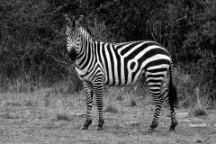 Zebra Target - Carol Abbott