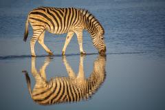 Zebra reflection - Leigh Hall