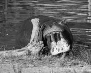 Zoo resident - Janice Gursanscky