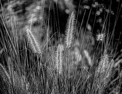  Sunlit Grasses - Steve Mullarkey