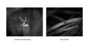 Wonderful Insects 1 - Fujiko Watt - Fujiko Watt