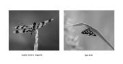  Wonderful Insects 2 - Fujiko Watt - Fujiko Watt