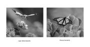  Wonderful Insects 3 - Fujiko Watt - Fujiko Watt