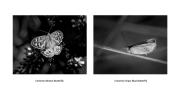  Wonderful Insects 4 - Fujiko Watt - Fujiko Watt