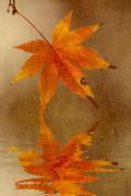 autumn-reflections - ... ...