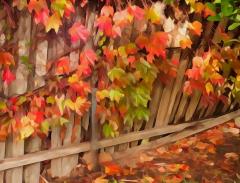 back yard fence - Beryl Jenkins