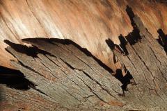 bark pattern - Kay Hill