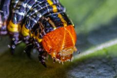 bug - Leigh Hall