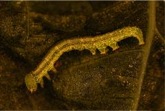 caterpillar - eric Lippey