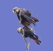 cockatoo1 - Eric Lippey