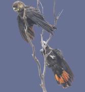 cockatoos2 - Eric Lippey