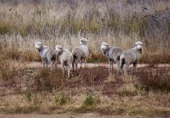curious lambs - Beryl Jenkins