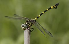 dragonfly - eric Lippey