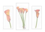 elsiehhall calla lily tpt - ... ...