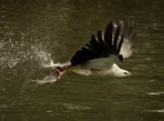 Fishing - Eric Lippey