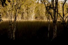 forest marsh - Alan Sutton