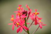 Garden flowers - Maria Mazo