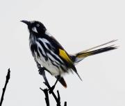 honeyeater - Eric Lippey