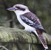 kooka - Eric Lippey
