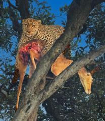 leopard kill - Eric Lippey