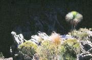 lm ancient grass tree jenny turtlea - ... ...