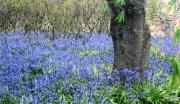 lm bluebell wood beryl jenkinsa - ... ...